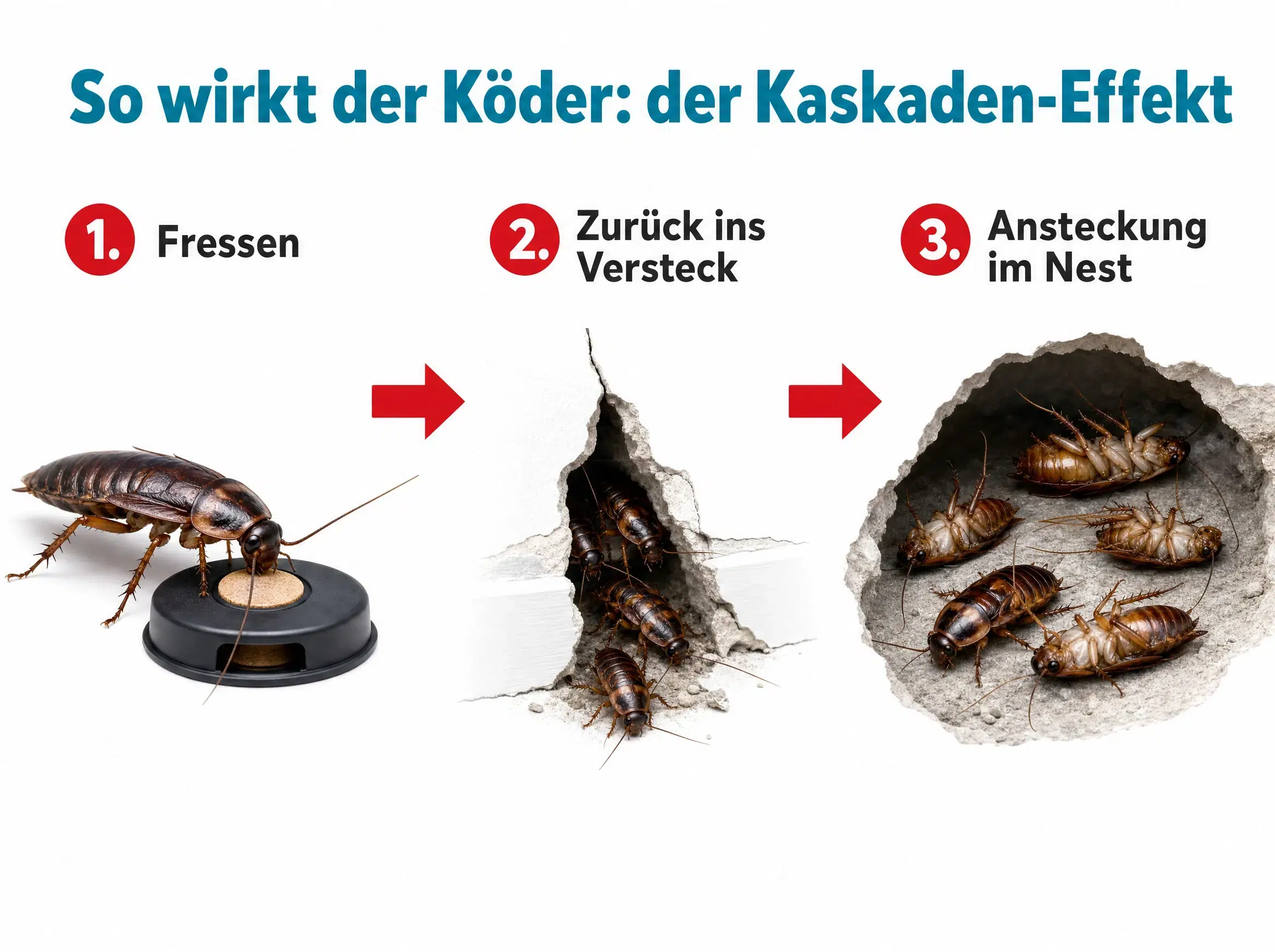 Kakerlaken mit Köder dauerhaft loswerden – Kaskaden-Effekt bis ins Nest