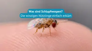 Was sind Schlupfwespen