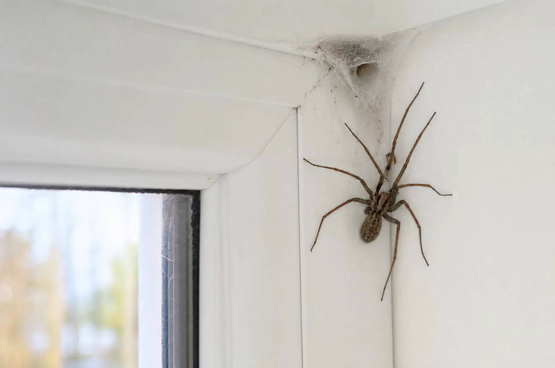 Winkelspinne am Fensterrahmen – typischer Anlass, Spinnen zu vertreiben