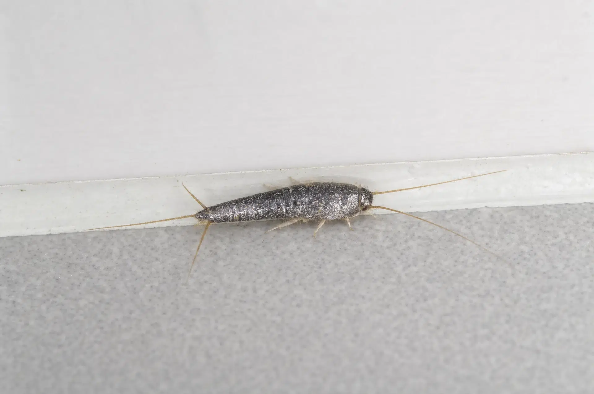 Silberfisch in einer Badezimmerfuge als Einsatzort für die Silberfisch Köderdose