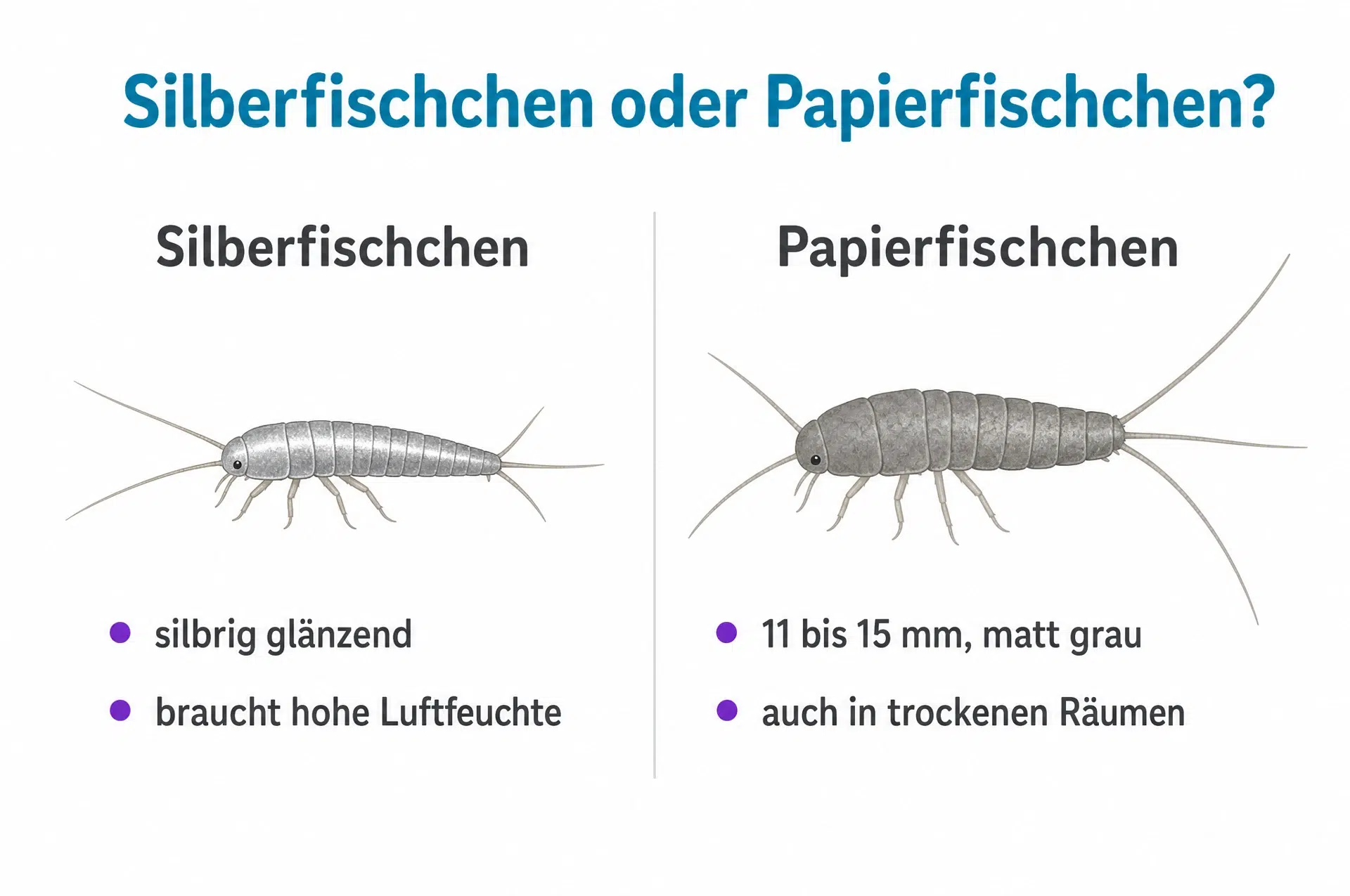 Silberfischchen oder Papierfischchen erkennen vor dem Einsatz der Silberfisch Köderdose