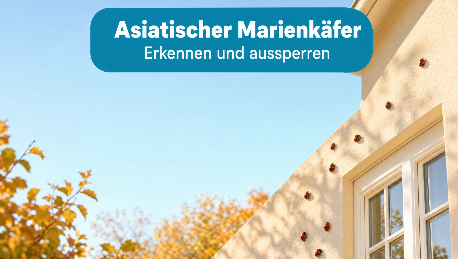 Asiatischer Marienkäfer erkennen und aussperren