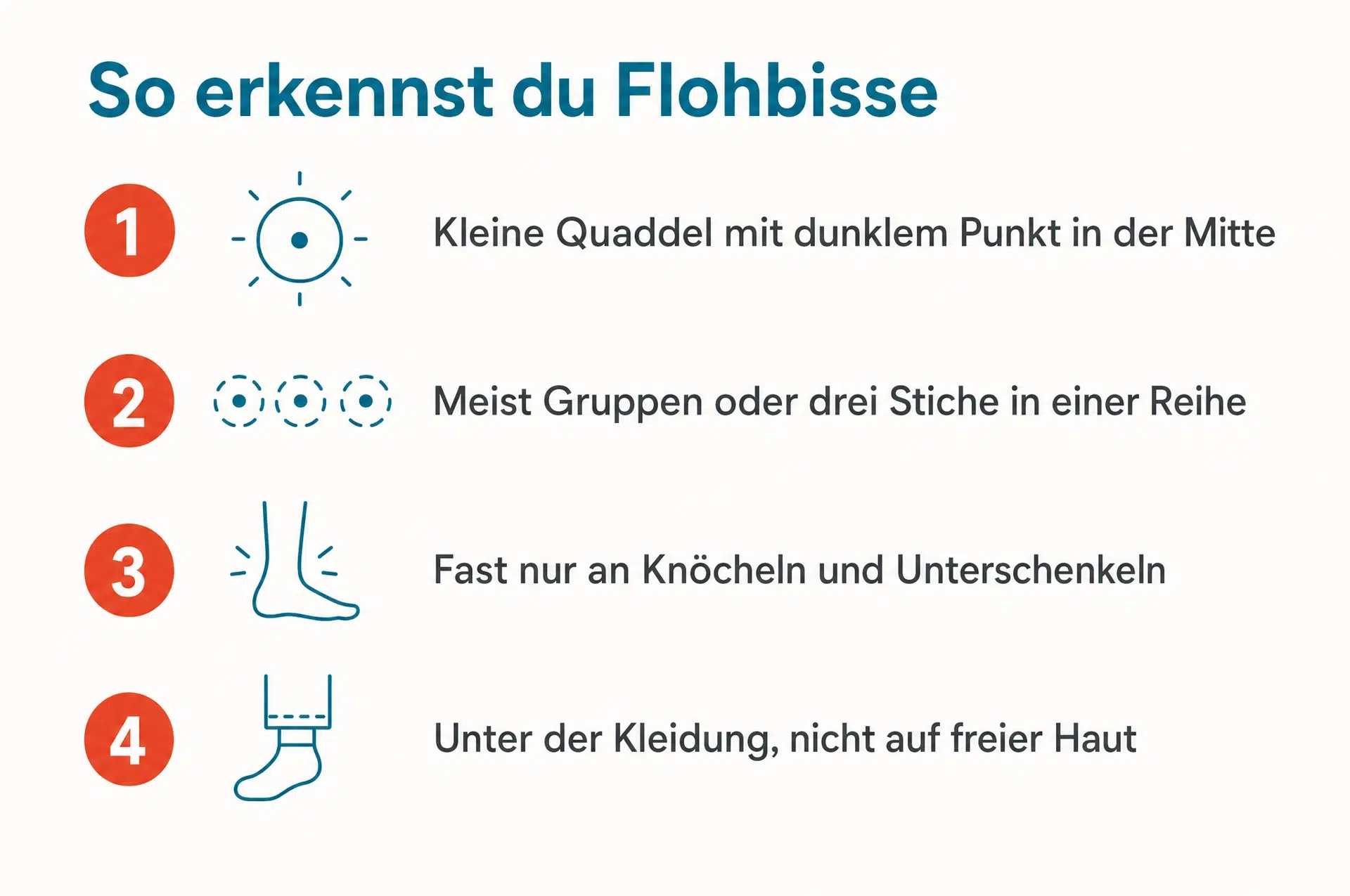 Flohbisse erkennen: vier Merkmale – Quaddel mit dunklem Punkt, Dreierketten, Knöchel, bedeckte Haut