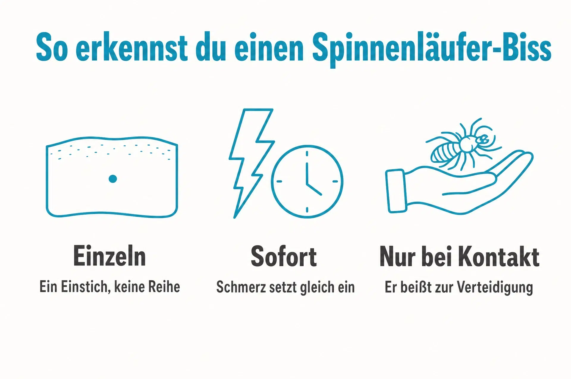 Infografik: Spinnenläufer-Biss erkennen an einzelnem Einstich, sofortigem Schmerz und Kontakt