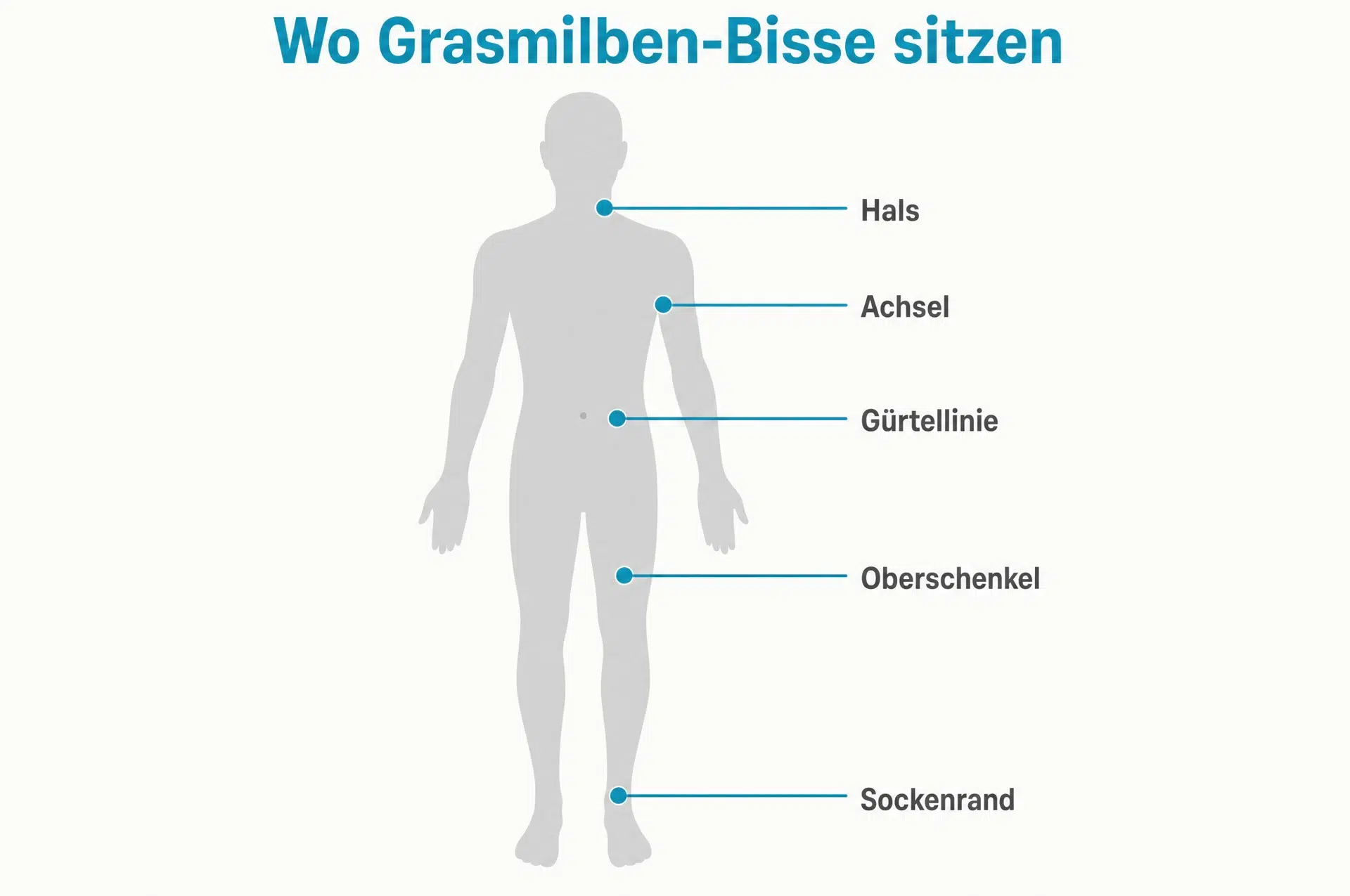 Körperstellen für Grasmilben-Bisse: Hals, Achsel, Gürtellinie, Oberschenkel und Sockenrand
