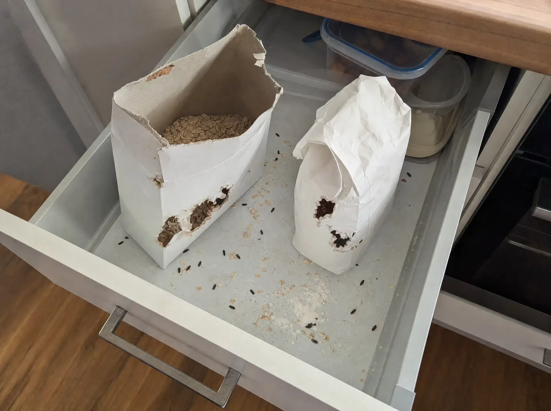 Spuren einer Hausmaus: angenagte Verpackungen und Mäusekot in der Küchenschublade