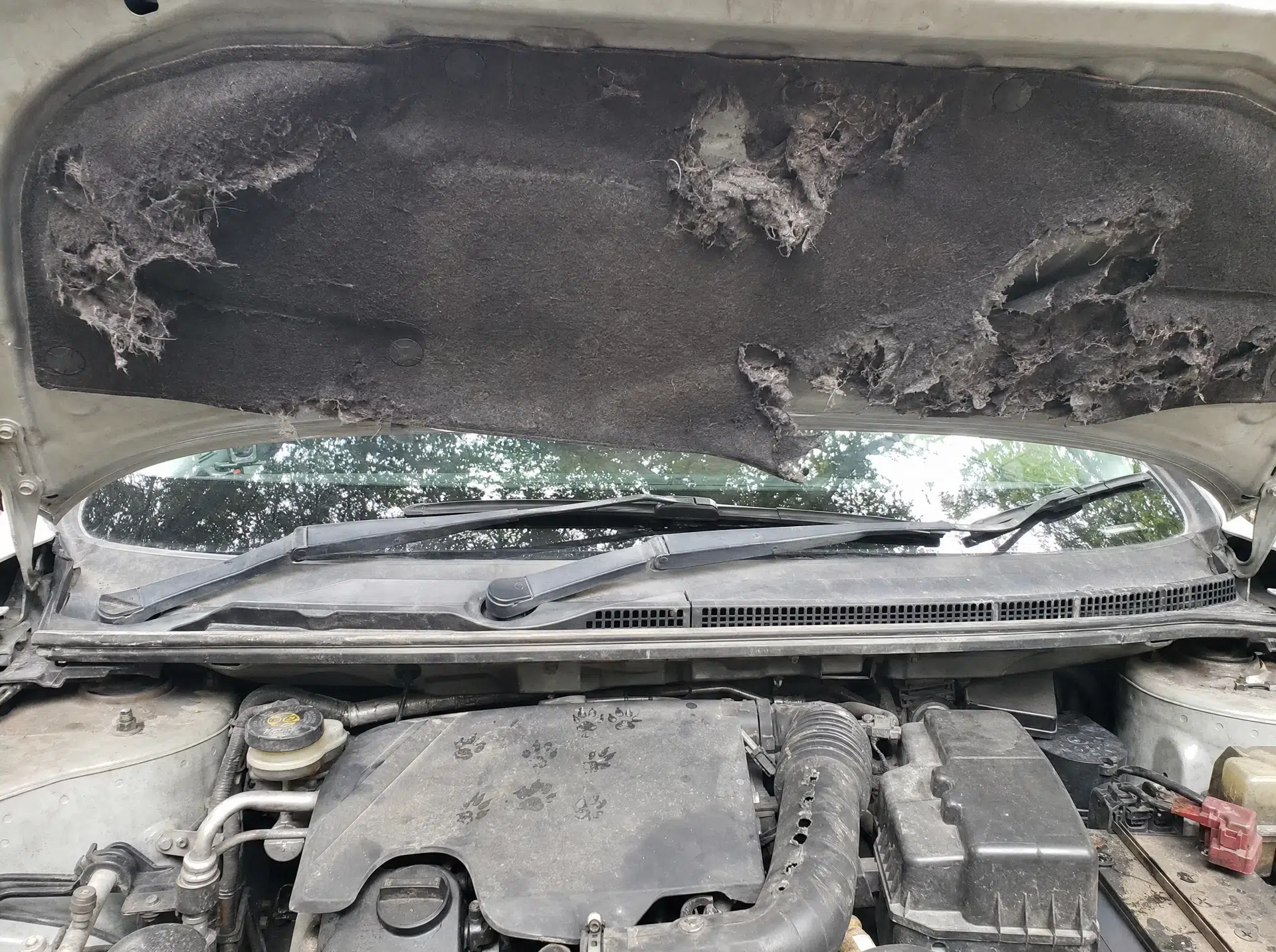 Ohne Marderschreck: zerbissene Dämmmatte und Pfotenabdrücke im Motorraum