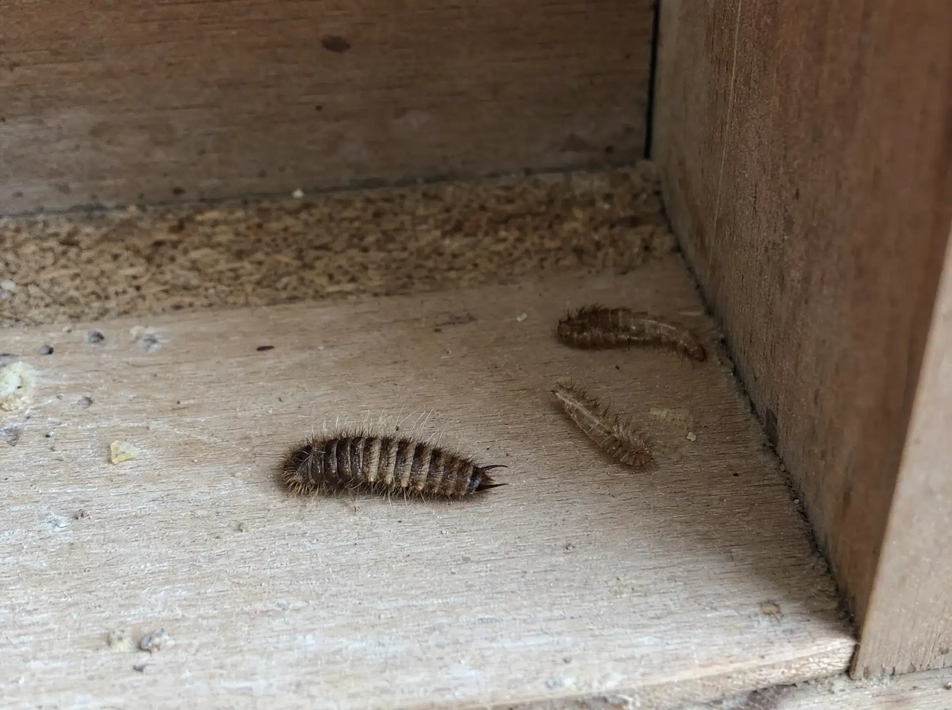 Speckkäfer-Larve mit leeren Larvenhäuten in einer Schrankecke