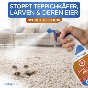 Teppichkäfer Spray wird auf einen Teppich mit Teppichkäfern und Larven gesprüht