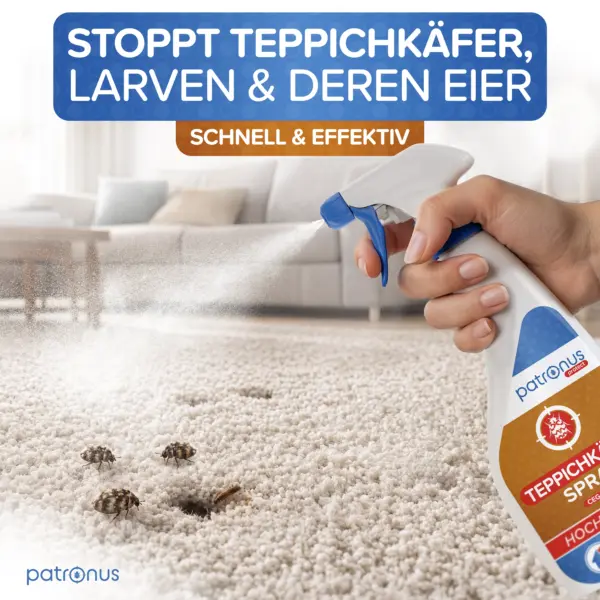 Teppichkäfer Spray wird auf einen Teppich mit Teppichkäfern und Larven gesprüht