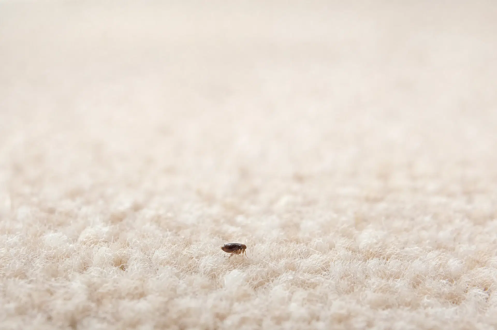 Katzenfloh im Teppich als Ursache für Flohbisse an den unteren Beinen
