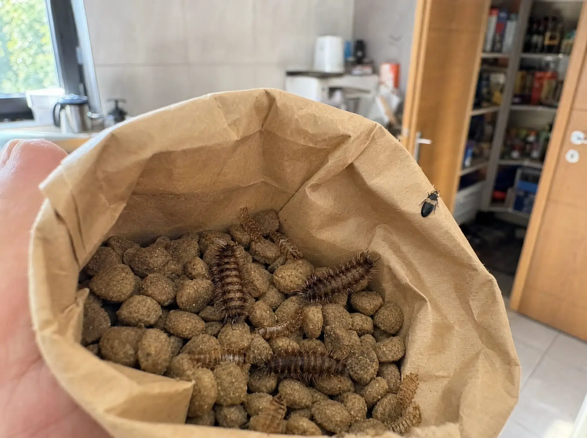 Speckkäfer-Befall im Tierfutter: Larven und Larvenhäute im Futtersack