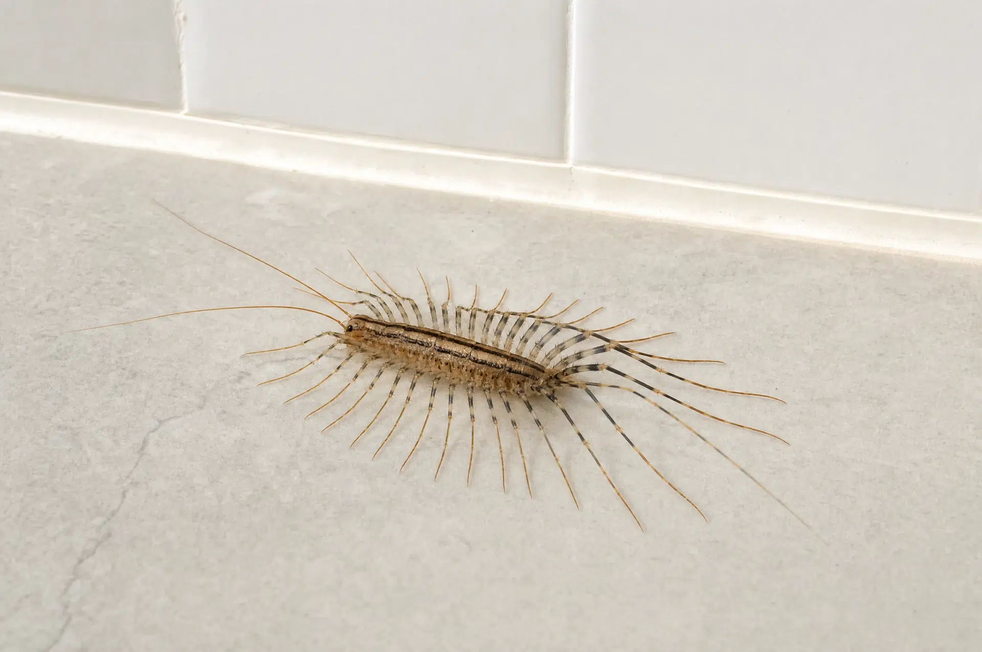 Spinnenläufer auf einer Badezimmerfliese, das Tier hinter einem Spinnenläufer-Biss