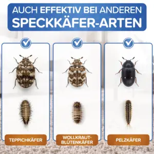 Teppichkäfer Spray wirkt auch gegen Wollkrautblütenkäfer und Pelzkäfer mit Larven