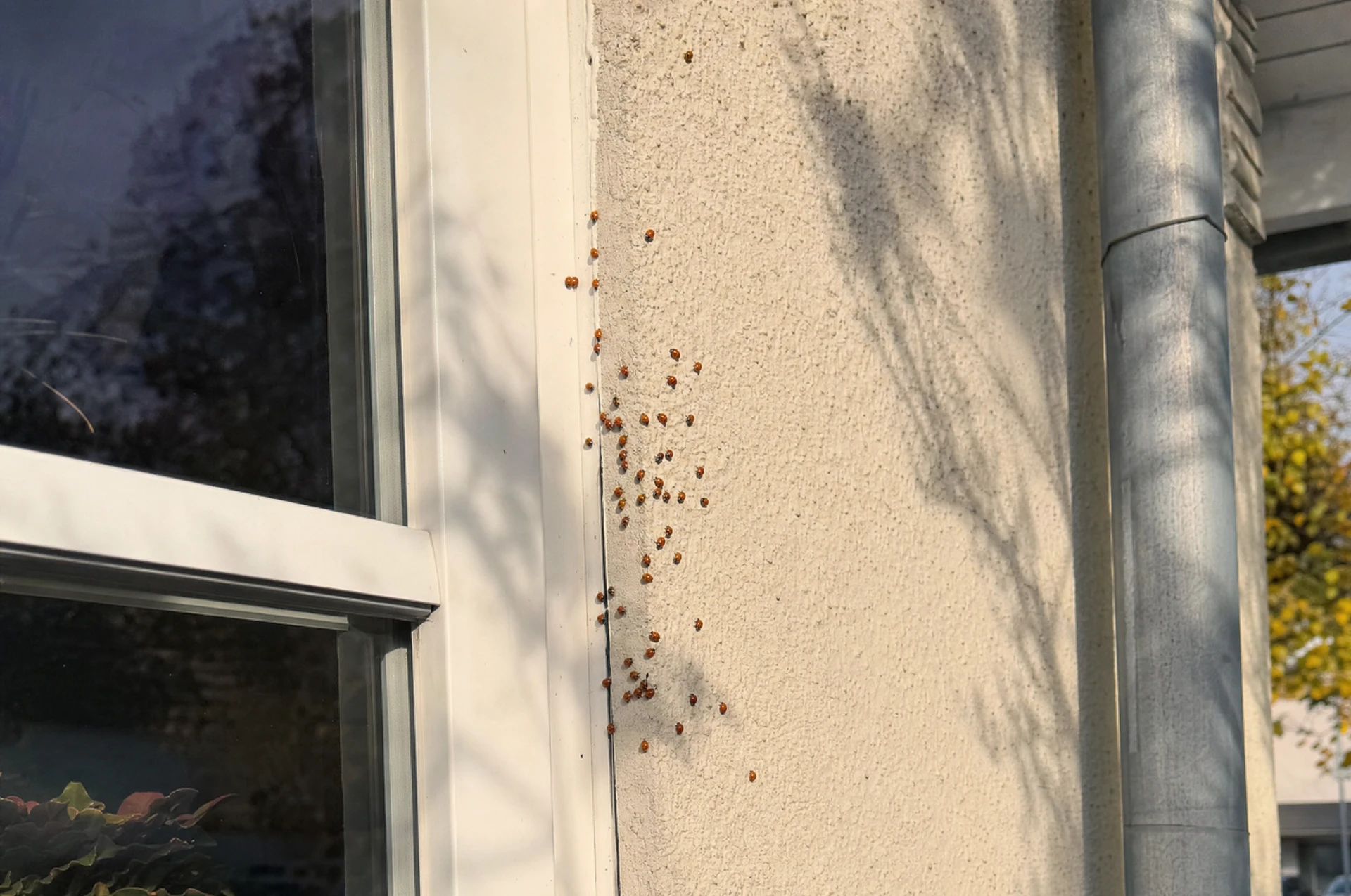 Asiatische Marienkäfer sammeln sich an einer sonnigen Hauswand