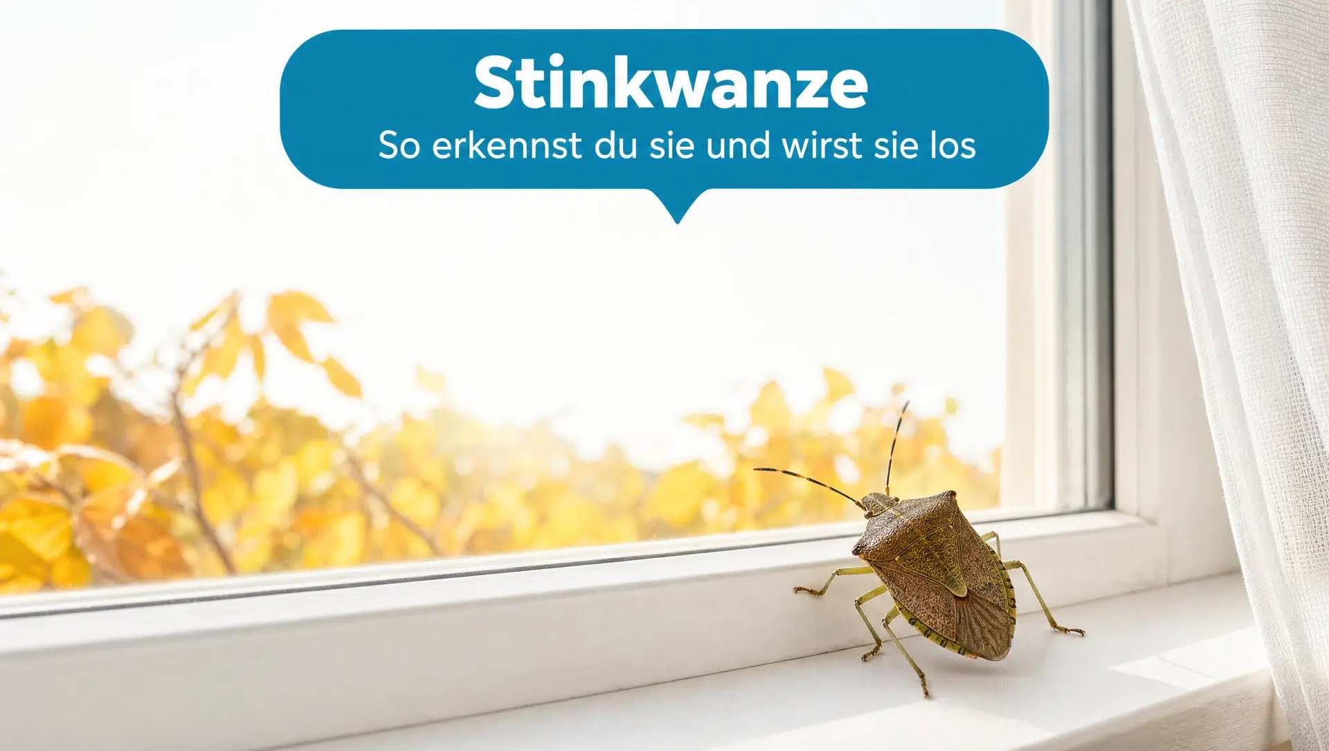 Stinkwanze in Herbstfärbung auf einem hellen Fensterrahmen