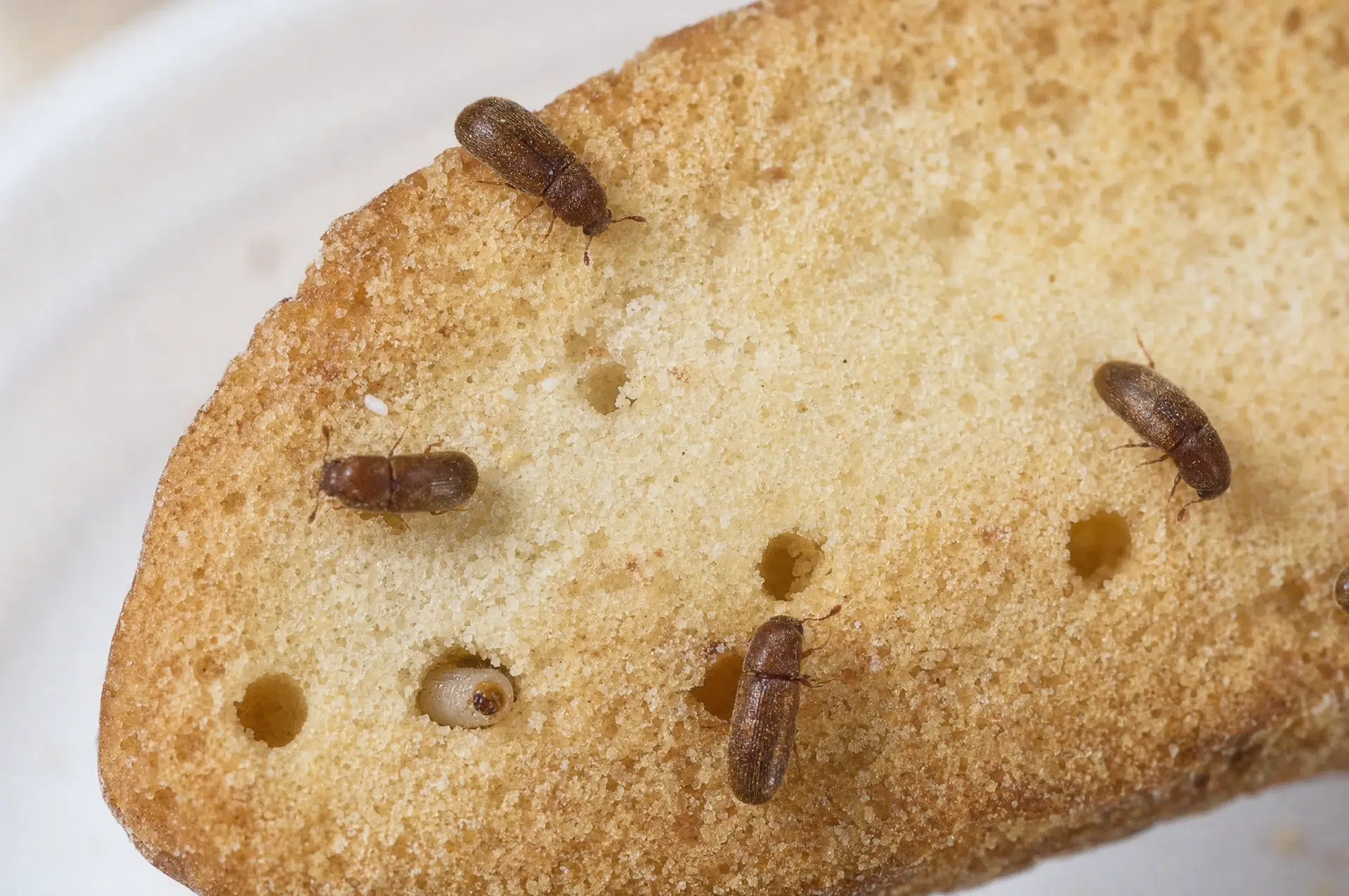 Brotkäfer und Larve mit Bohrlöchern in einem Zwieback