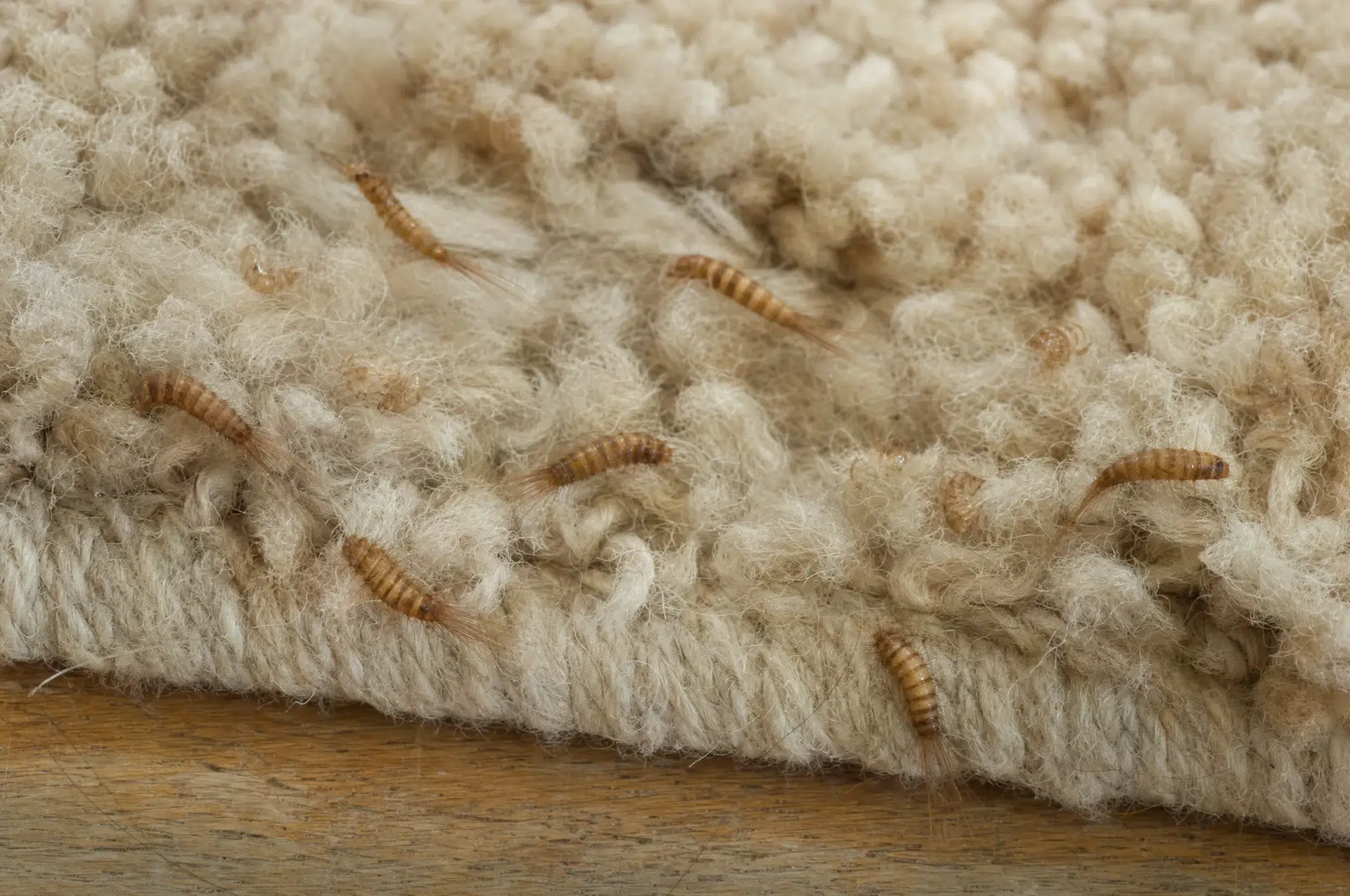 Pelzkäfer-Larven mit Haarschwanz und Fraßstellen an einem Wollteppich