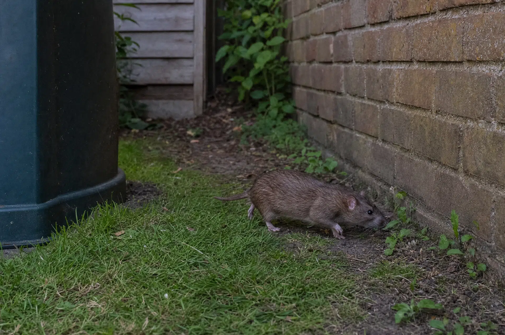 Wanderratte auf ihrem Laufweg an der Hauswand – hier gehört die Rattenfalle hin