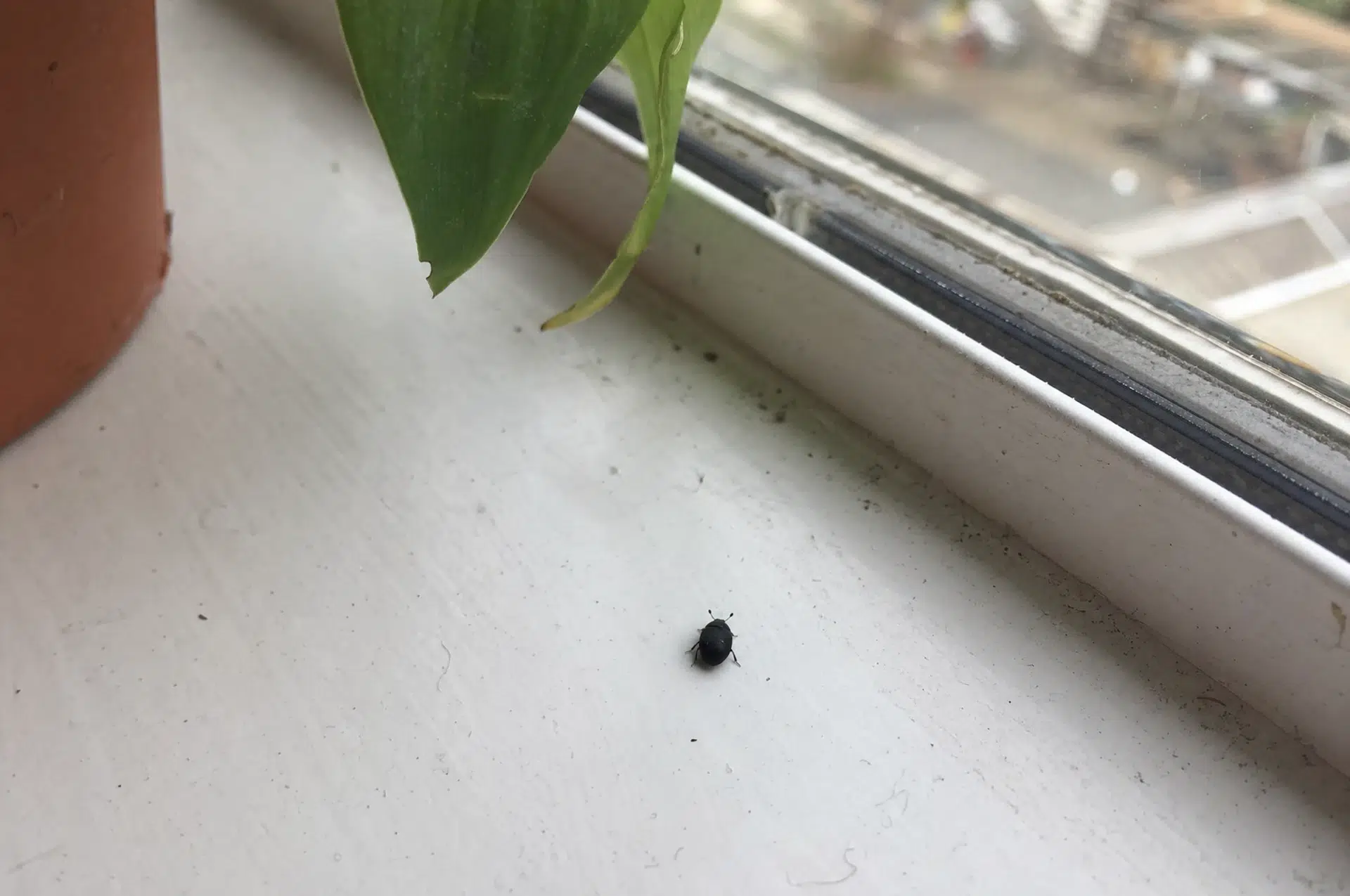 Kleiner schwarzer Pelzkäfer auf der Fensterbank in der Wohnung