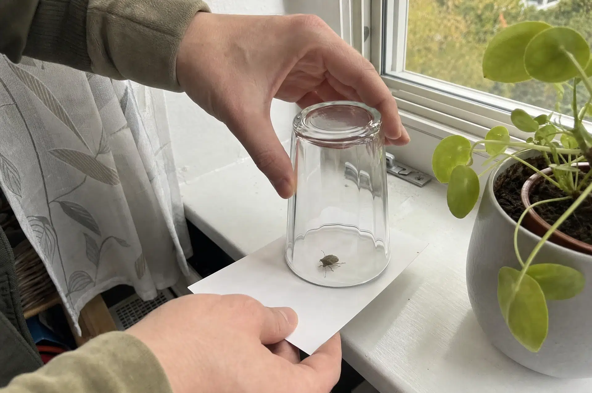 Stinkwanze mit Glas und Postkarte auf der Fensterbank fangen